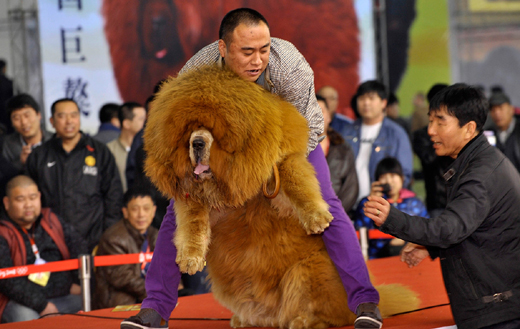 Tibetan Mustif...